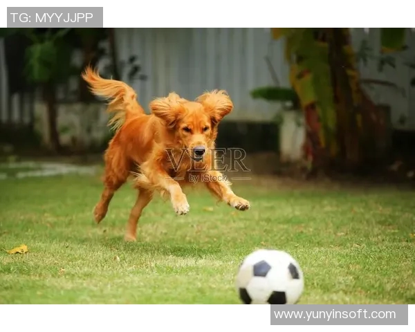 狗狗与足球明星的奇妙冒险旅程与友谊的温暖瞬间